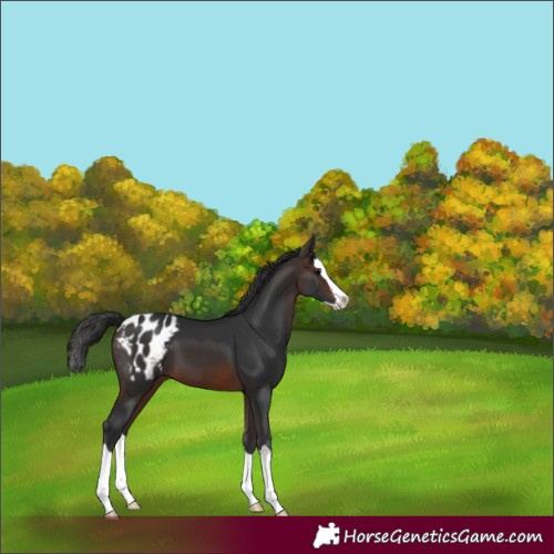 Horse Color:Brown Splash Appaloosa 
