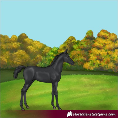 Horse Color:Black 