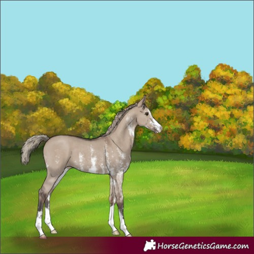 Horse Color:Liver Red Dun Sabino Appaloosa 
