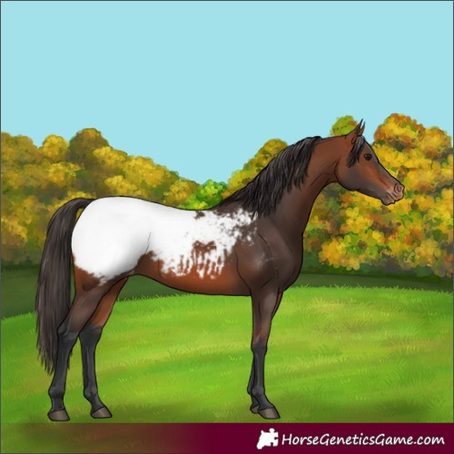 Horse Color:Bay Appaloosa 