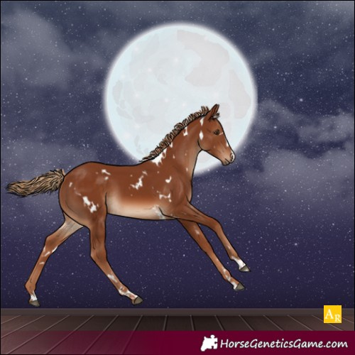 Horse Color:White Spotted Chestnut 