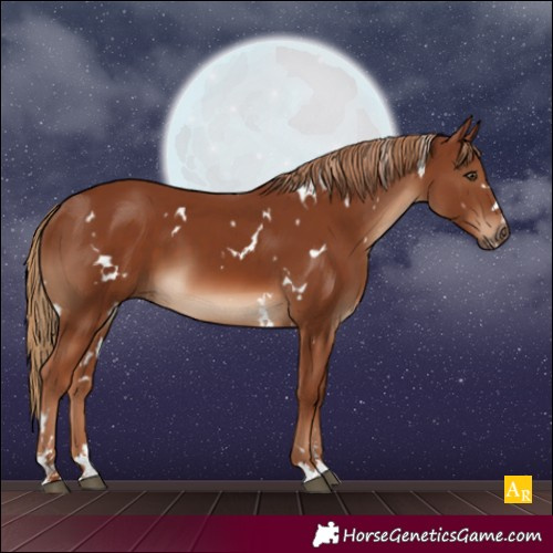 Horse Color:White Spotted Chestnut 