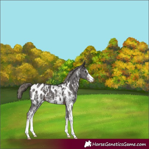 Horse Color:Liver Chestnut Sabino Appaloosa 