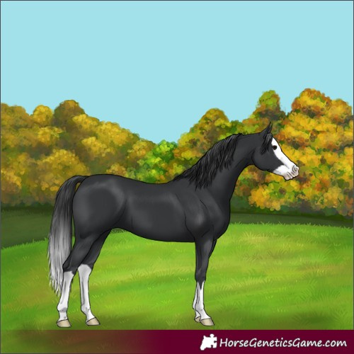 Horse Color:Black Splash 