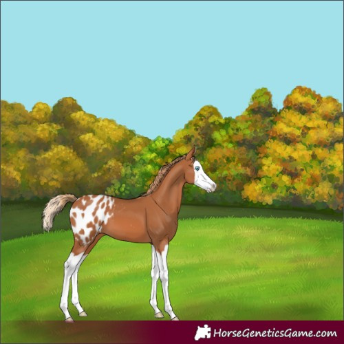 Horse Color:Chestnut Splash Appaloosa 