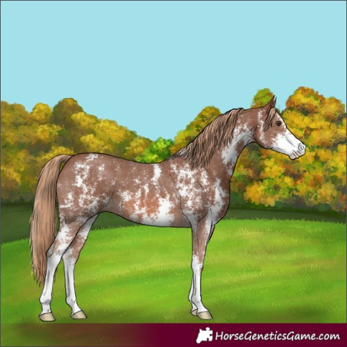 Horse Color:Chestnut Sabino 