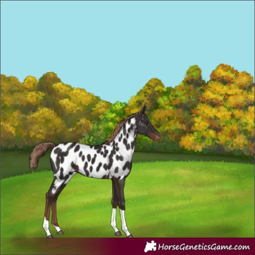 Horse Color:Liver Chestnut Tobiano Appaloosa 