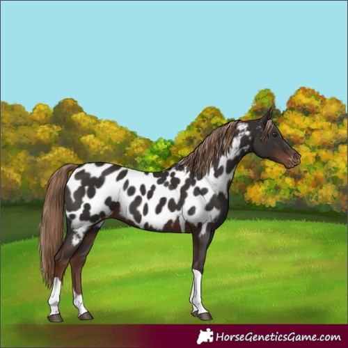 Horse Color:Liver Chestnut Tobiano Appaloosa 