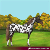 Horse Color:Liver Chestnut Tobiano Near Leopard