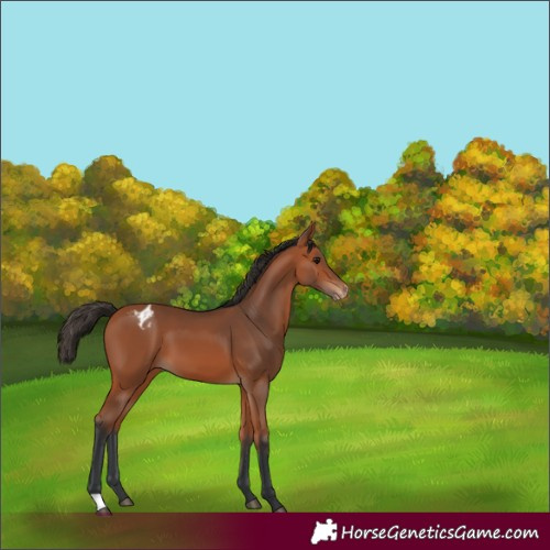 Horse Color:Bay Appaloosa 