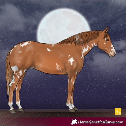 Horse Color:White Spotted Chestnut Varnish 