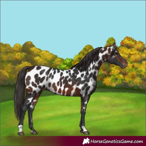 Horse Color:Brown Appaloosa 