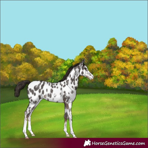 Horse Color:Liver Chestnut Sabino Appaloosa 
