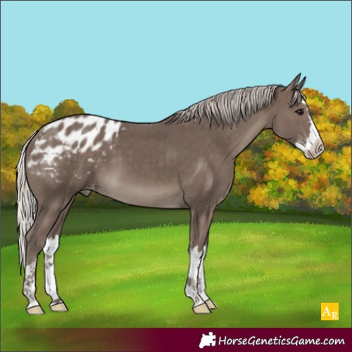 Horse Color:Silver Black Splash Appaloosa 