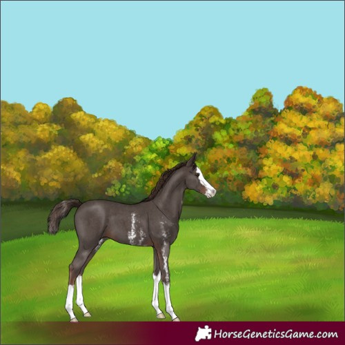 Horse Color:Liver Chestnut Sabino Splash 