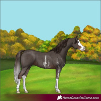 Horse Color:Liver Chestnut Sabino Splash