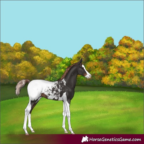 Horse Color:Liver Chestnut Splash Tobiano Appaloosa