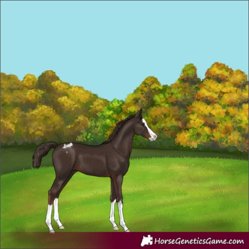 Horse Color:Liver Chestnut Splash Appaloosa 