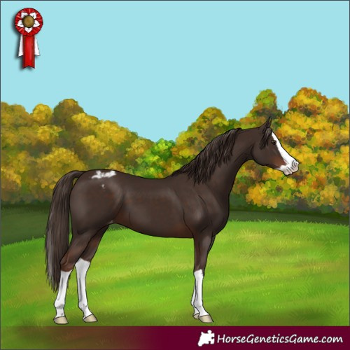 Horse Color:Liver Chestnut Splash Appaloosa 