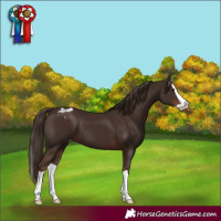 Horse Color:Liver Chestnut Splash Varnish