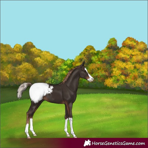 Horse Color:Liver Chestnut Splash Appaloosa