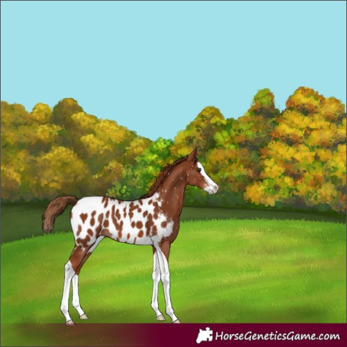 Horse Color:Chestnut Splash Tobiano Appaloosa 