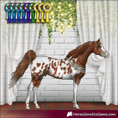 Horse Color:Chestnut Splash Tobiano Appaloosa 