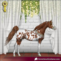 Horse Color:Chestnut Splash Tobiano Appaloosa