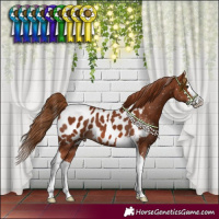 Horse Color:Chestnut Splash Tobiano Appaloosa