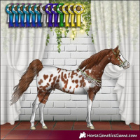 Horse Color:Chestnut Splash Tobiano Near Leopard 