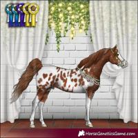 Horse Color:Chestnut Splash Tobiano Appaloosa 