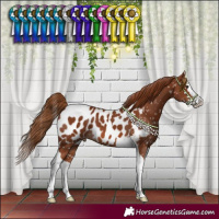 Horse Color:Chestnut Splash Tobiano Near Leopard 