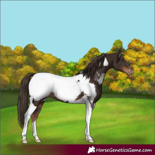 Horse Color:Liver Chestnut Tobiano Appaloosa
