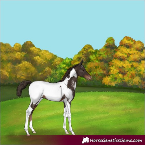 Horse Color:Liver Chestnut Tobiano Appaloosa 