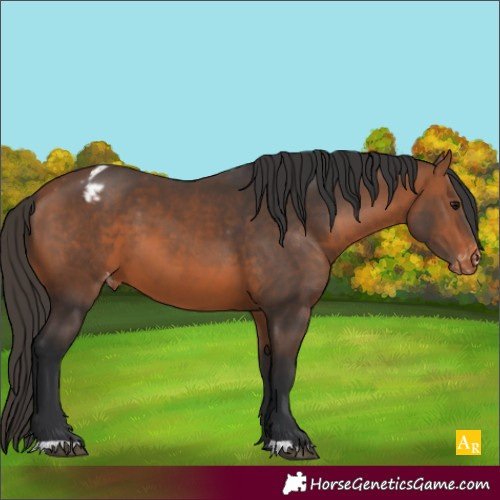 Horse Color:Bay Varnish 
