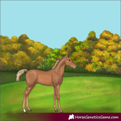 Horse Color:Chestnut Appaloosa