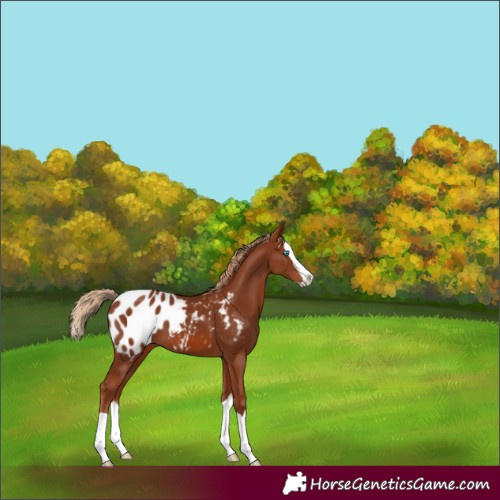 Horse Color:Chestnut Splash Appaloosa 