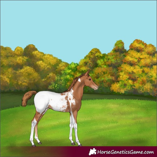 Horse Color:Chestnut Tobiano Appaloosa 