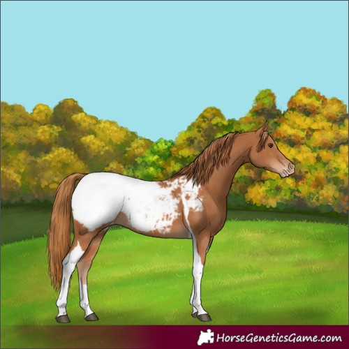 Horse Color:Chestnut Tobiano Appaloosa