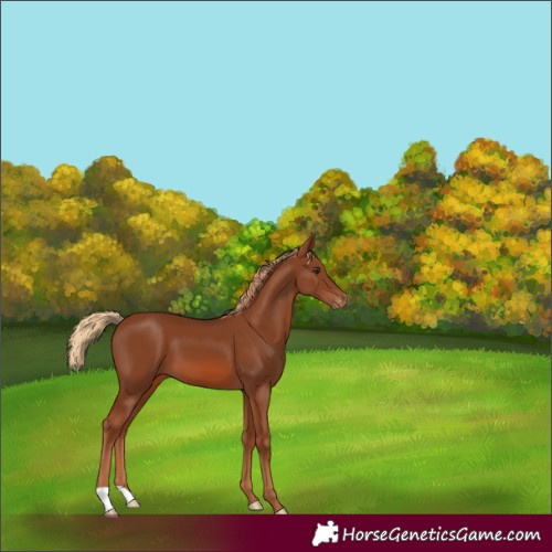 Horse Color:Chestnut Appaloosa 