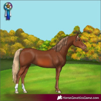 Horse Color:Chestnut Varnish