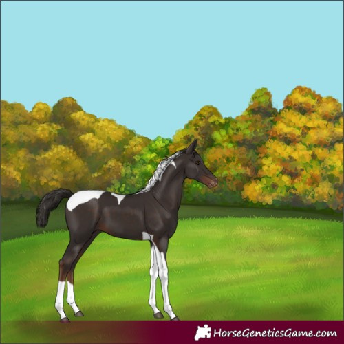 Horse Color:Liver Chestnut Tobiano Appaloosa 