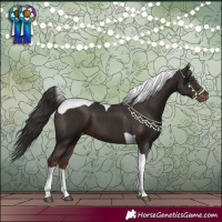 Horse Color:Liver Chestnut Tobiano Appaloosa 
