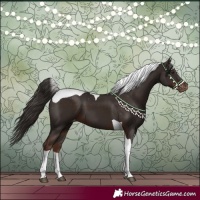 Horse Color:Liver Chestnut Tobiano Appaloosa 