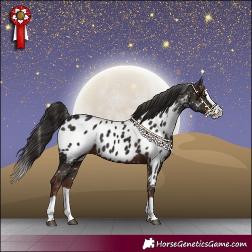 Horse Color:Liver Chestnut Splash Appaloosa