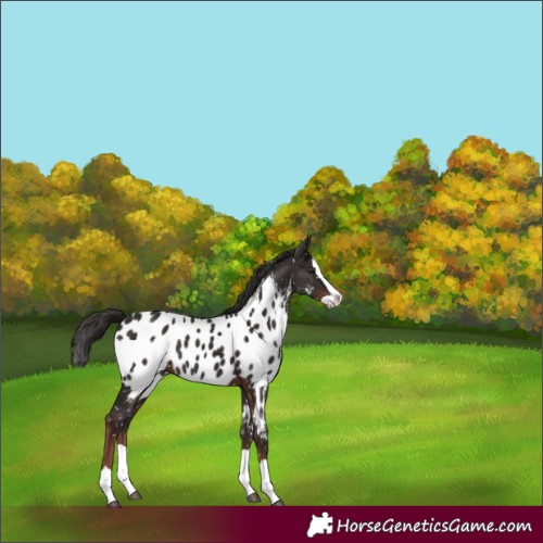 Horse Color:Liver Chestnut Splash Appaloosa 