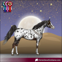 Horse Color:Liver Chestnut Splash Appaloosa 