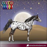 Horse Color:Liver Chestnut Splash Appaloosa 