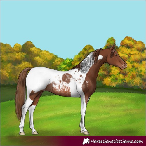 Horse Color:Chestnut Tobiano Appaloosa Rabicano 