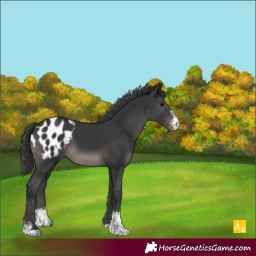 Horse Color:Black Sabino Appaloosa 